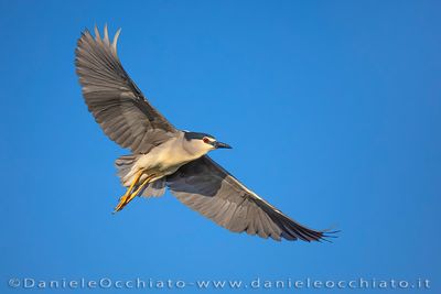 Night Heron (Nycticorax nycticorax)