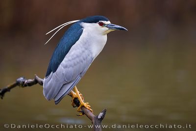 Night Heron (Nitticora)