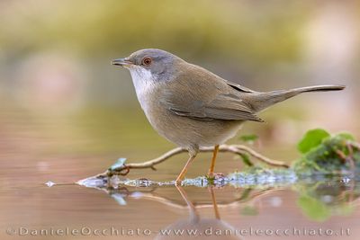 Sardinian Warbler (Occhiocotto)