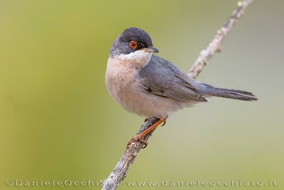 Ménétries's Warbler (Sylvia mystacea ssp mystacea)