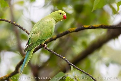 Rose-ringed Parakeet (Psittacula krameri)
