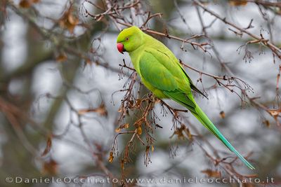 Rose-ringed Parakeet (Parrocchetto dal collare)