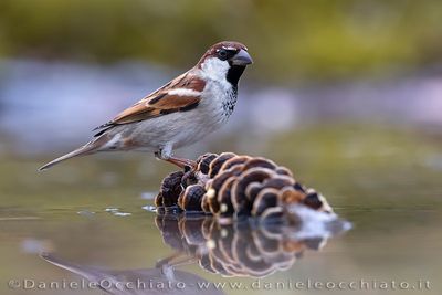 Italian Sparrow (Passera d'Italia)
