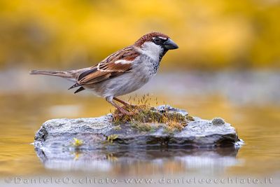 Italian Sparrow (Passera d'Italia)