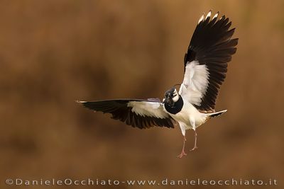 Northern Lapwing (Vanellus vanellus)