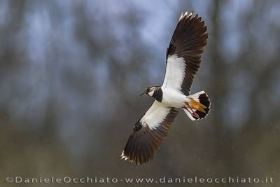 Lapwing (Pavoncella)