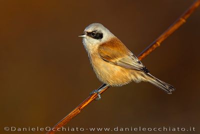 Pendolino; Penduline Tit; Remiz pendulinus