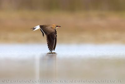 Collared Pratincole (Glareola pratincola)