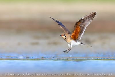 Collared Pratincole (Glareola pratincola)
