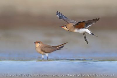 Collared Pratincole (Glareola pratincola)