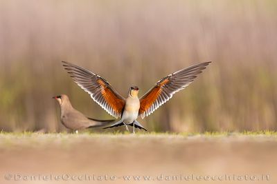 Collared Pratincole (Glareola pratincola)