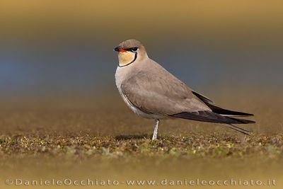 Collared Pratincole (Glareola pratincola)