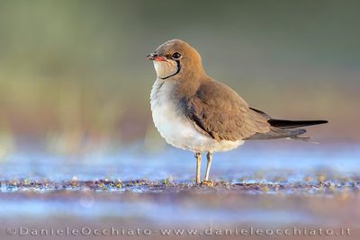 Collared Pratincole (Glareola pratincola)