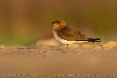 Collared Pratincole (Glareola pratincola)