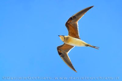 Collared Pratincole (Glareola pratincola)