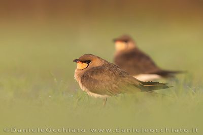 Collared Pratincole (Glareola pratincola)