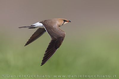 Collared Pratincole (Glareola pratincola)