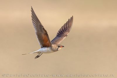 Collared Pratincole (Glareola pratincola)