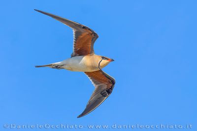 Collared Pratincole (Glareola pratincola)