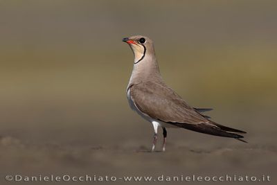 Collared Pratincole (Glareola pratincola)