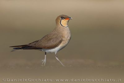 Collared Pratincole (Glareola pratincola)