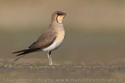 Collared Pratincole (Glareola pratincola)