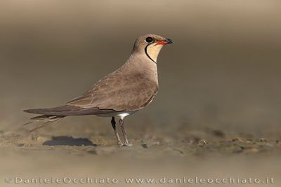 Collared Pratincole (Glareola pratincola)