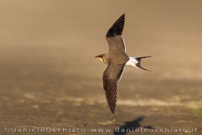 Collared Pratincole (Glareola pratincola)