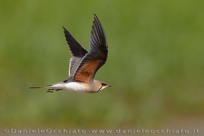 Collared Pratincole (Glareola pratincola)