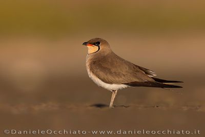 Collared Pratincole (Glareola pratincola)