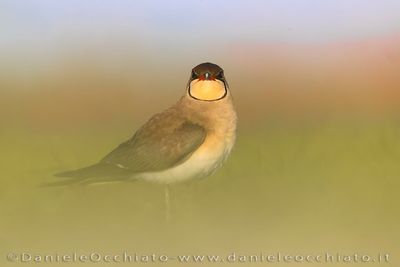 Collared Pratincole (Glareola pratincola)