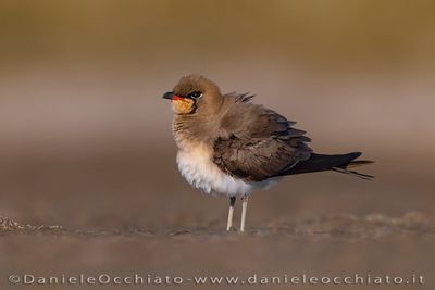 Collared Pratincole (Glareola pratincola)