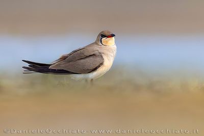 Collared Pratincole (Glareola pratincola)