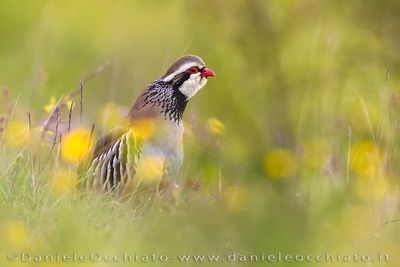 Red-legged Partridge (Pernice rossa)