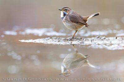 Bluethroat (Luscinia svecica)