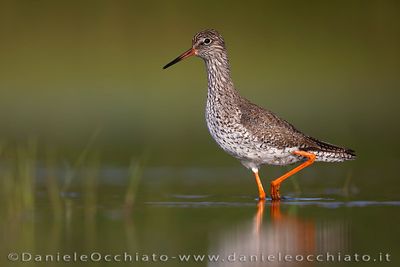 Redshank (Tringa totanus)