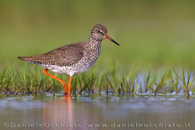 Redshank (Pettegola)