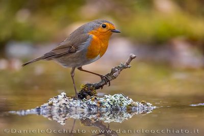 European Robin (Erithacus rubecula)