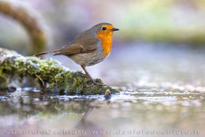 European Robin (Erithacus rubecula)