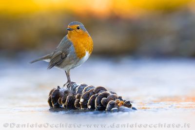 European Robin (Erithacus rubecula)
