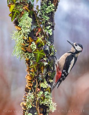 Great Spotted Woodpecker (Dendrocopos major)