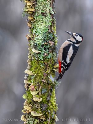 Great Spotted Woodpecker (Dendrocopos major)