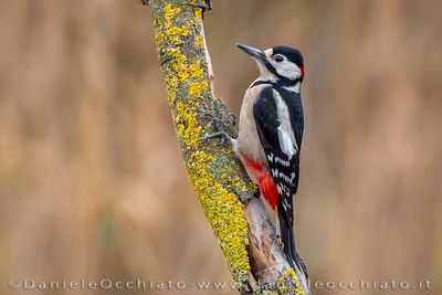 Great Spotted Woodpecker (Dendrocopos major)