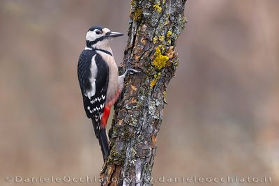 Great Spotted Woodpecker (Dendrocopos major)