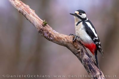 Great Spotted Woodpecker (Dendrocopos major)