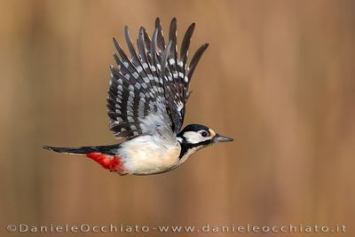Picchio rosso maggiore; Great Spotted Woodpecker; Dendrocopos major