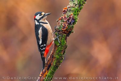 Great Spotted Woodpecker (Dendrocopos major)