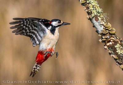 Great Spotted Woodpecker (Dendrocopos major)