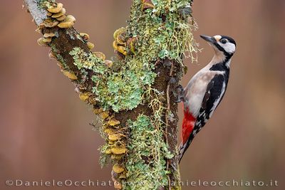 Great Spotted Woodpecker (Dendrocopos major)