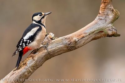 Great Spotted Woodpecker (Dendrocopos major)